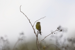 Greenfinch Front View on Branch