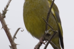 Greenfinch Front View on Branch