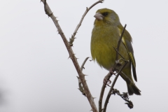 Greenfinch Front View on Branch