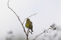 Greenfinch Front View on Branch