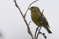 Greenfinch Side View on Branch