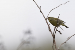 Greenfinch Side View on Branch