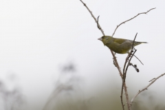 Greenfinch Side View on Branch