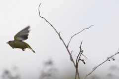 Greenfinch Side View in Flight