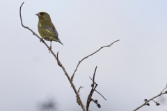 Greenfinch Side View on Branch