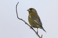 Greenfinch Side View on Branch