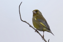 Greenfinch Side View on Branch