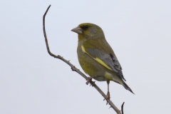 Greenfinch Side View on Branch