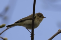 Willow Warbler Side View on Branch