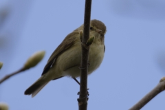 Willow Warbler Side View on Branch