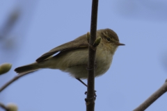 Willow Warbler Side View on Branch