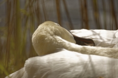 Mute Swan on Nest Cleaning