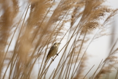 Sedge Warbler Side View on Reed