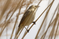 Sedge Warbler Side View on Reed