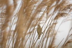 Sedge Warbler Front View on Reed