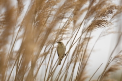 Sedge Warbler Front View on Reed