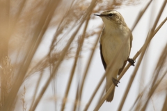 Sedge Warbler Front View on Reed