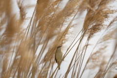 Sedge Warbler Front View on Reed