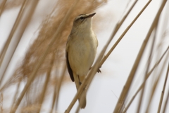 Sedge Warbler Front View on Reed