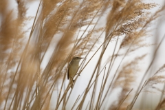 Sedge Warbler Side View on Reed