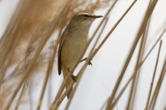 Sedge Warbler Side View on Reed