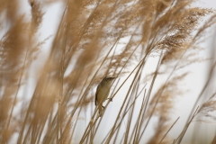 Sedge Warbler Side View on Reed