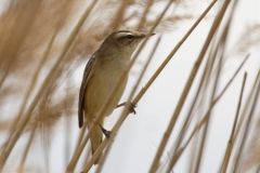 Sedge Warbler Side View on Reed