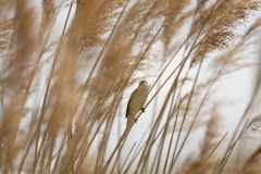 Sedge Warbler Front View on Reed