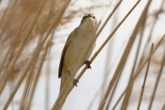 Sedge Warbler Front View on Reed