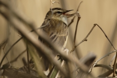 Sedge Warbler Back View on Reed