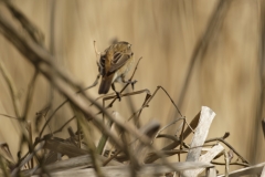 Sedge Warbler Back View on Reed