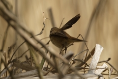 Sedge Warbler Back View in Flight