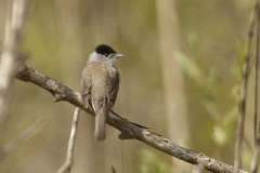 Male Blackcap Back View on Branch