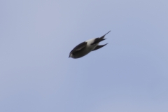 House Martin Side View in Flight