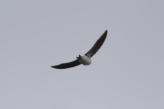 House Martin Back View in Flight