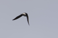 House Martin Back View in Flight