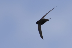 Swift Back View in Flight