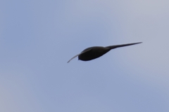 Swift Side View in Flight