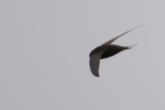 Swift Side View in Flight