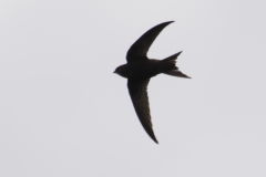 Swift Side View in Flight