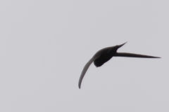 Swift Side View in Flight