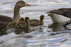 Greylag Geese and Chicks in Lake