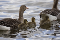 Greylag Geese and Chicks in Lake