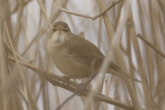 Marsh Warbler Side View on Reed