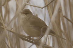 Marsh Warbler Side View on Reed