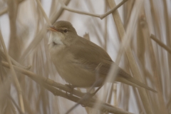 Marsh Warbler Side View on Reed