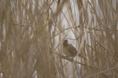 Marsh Warbler Back View on Reed