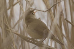 Marsh Warbler Back View on Reed