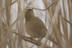 Marsh Warbler Back View on Reed