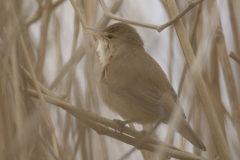 Marsh Warbler Back View on Reed